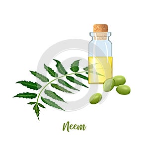 Glass bottle with cor, Neem oil, leaf branch, flowers and pods. Ayurveda Herb. vial. Oilplant for medicine, cosmetics