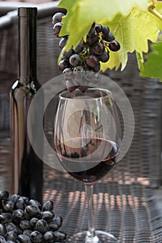 Glass and bottle of dark red wine and grapes on a dark background