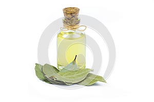 Glass bottle of essential bay laurel oil with daphne leaves isolated on white background