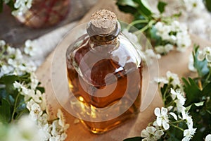 A glass bottle of herbal tincture with fresh hawthorn or Crataegus laevigata flowers in springtime