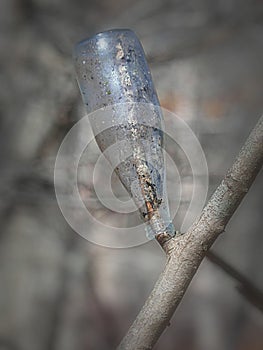 Glass Bottle Stuck on a bare tree branch