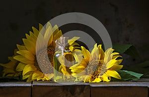 glass Bottle of sunflower oil with flower. wooden table. black background still life Natural Homemade rustic. beautiful
