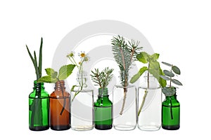 Glass bottles of  essential oils with plants on white background