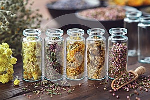 Glass bottles of medicinal herbs - helichrysum, wild marjoram; calendula, daisies, heather, bunches of dry plants, bowls of herbs