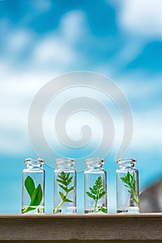 Glass bottles, test tubes with plant sprouts on a background of blue sky. Natural skin care, organic cosmetics and food.