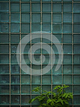Glass box wall and green plant. Texture. Background.
