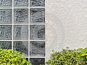 Glass boxes and white wall background behind the green bush