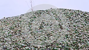 Glass broken bottles in recycling industry factory