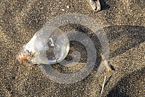 Glass bulb on a beach