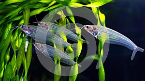 Glass catfish photo