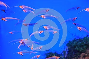 Glass catfish in blue water