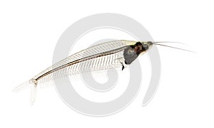 Glass catfish - krypthopterus biccirhis