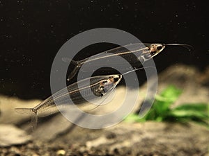 Glass Catfish