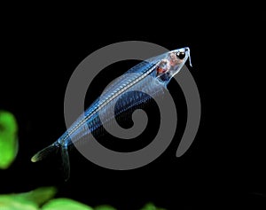 Glass Catfish, kryptopterus bicirrhis, Transparent Fish, Adult