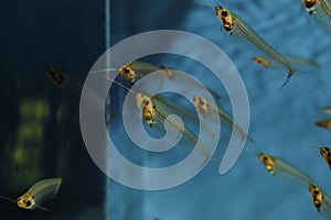 Glass catfish. School of fish.