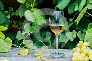 Glass of Chardonnay, Sauvignon white wine and grape berries on the wooden table in the vineyards, winery with green