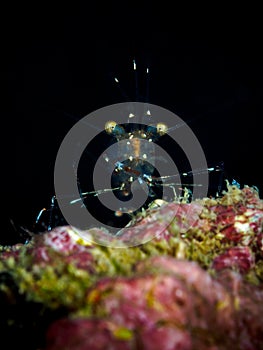 Glass Cleaner Shrimp - Urocaridella sp.