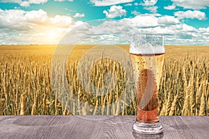 Glass of cold beer at sunset on the background of wheat field and blue sky. Recreation and relax. Fresh brewed ale.