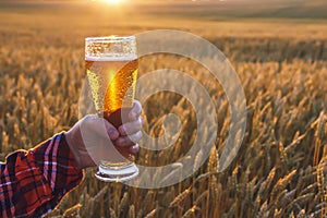 Glass of cold beer at sunset on the background of wheat field and blue sky. Summer landscape. Fresh brewed ale.