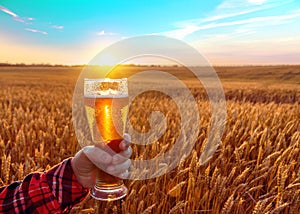 Glass of cold beer at sunset on the background of wheat field and blue sky. Summer landscape. Fresh brewed ale.