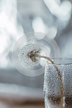 A Glass with a dandelion. Splashing water on the glass.