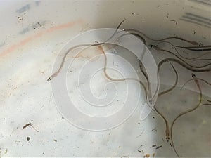 Glass eels captured and contained in plastic tub