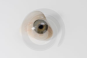 Glass eye prosthetic or Ocular prosthesis with shadow on white