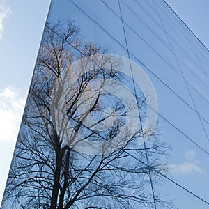 Glass facade and reflection of trees