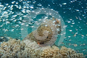 Glass fish on corals house for Fishes