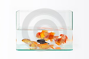 Glass fish tank with goldfish isolated