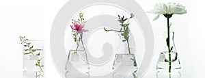 Glass flask and beaker with pink white flower and green plant biotechnology cosmetic science white web banner background