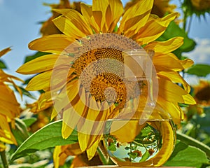 Vaso banco girasol aceite 