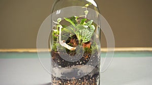 Glass florarium bottle vase with different type of plants inside.