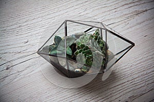 Glass florarium