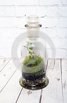 Glass florarium with moss and plants