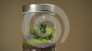 Glass florarium vase with different type of green plants inside.