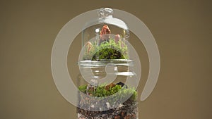 Glass florarium vase with different type of plants inside.