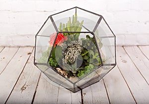 Glass florarium vase with succulent plants