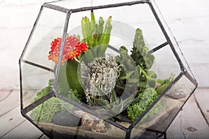 Glass florarium vase with succulent plants