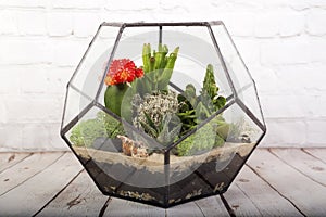 Glass florarium vase with succulent plants