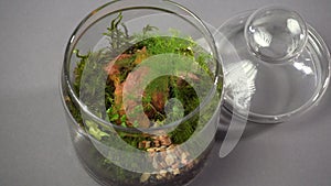 Glass florarium vase top view with different type of plants inside.