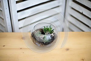 Glass flower pot, form of a dodecahedron with Echeveria and aloe, various succulents in the interior in the aquarium composition o