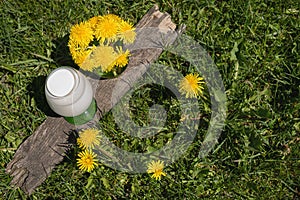 A glass of fresh cow`s almond milk sits next to a bouquet of dandelions on the green lawn