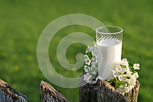 A glass of fresh cow`s milk sits on an old fence next to a branch of cherry blossoms