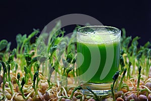A glass of fresh green wheatgrass juice surrounded by young pea sprouts on a dark background