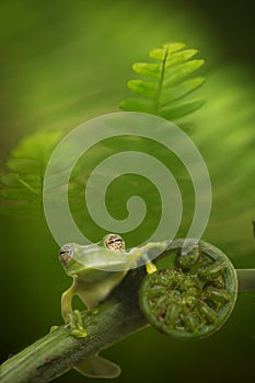 Glass frog in Amazon rain forest