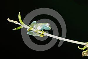 Glass Frog on Branch - Underbelly Transparent