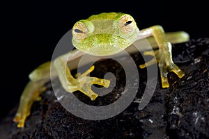 Glass frog Hyalinobatrachium cappellie