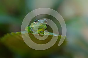 A Glass Frog sitting on a plant in a village near Sarapiqui in Costa Rica