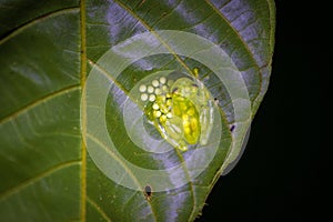 Glass frog (Hyalinobatrachium valerioi) in Drake bay at night (Costa Rica)